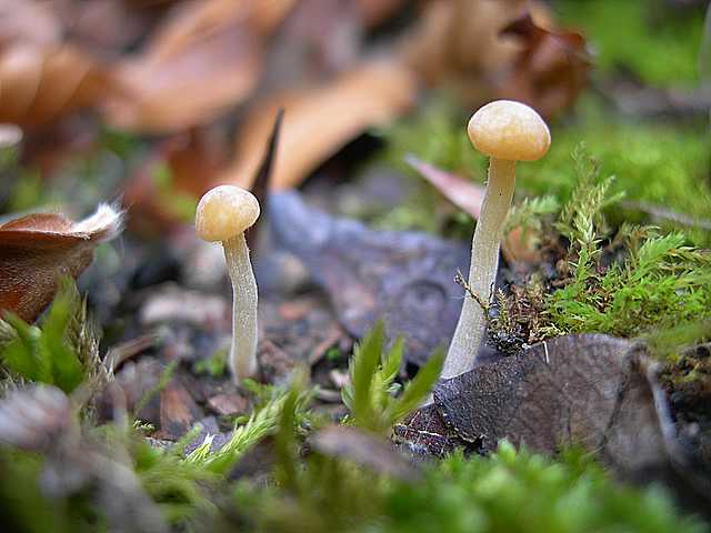 Una strana Galerina  lillipuziana